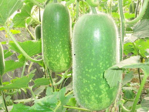 树底下的吃瓜图片搞笑视频,吃瓜搞笑视频大盘点