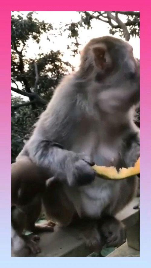 猴吃瓜背景视频文案下载,揭秘热带雨林中的趣味生态瞬间