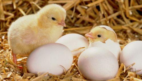 小鸡吃生瓜有毒吗视频播放,小鸡食用生瓜安全吗？视频揭示真相