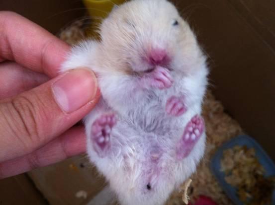 金丝熊吃土瓜会死吗视频,悲剧背后的真相揭秘