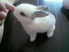 宠物兔吃瓜的视频,可爱瞬间萌翻网友