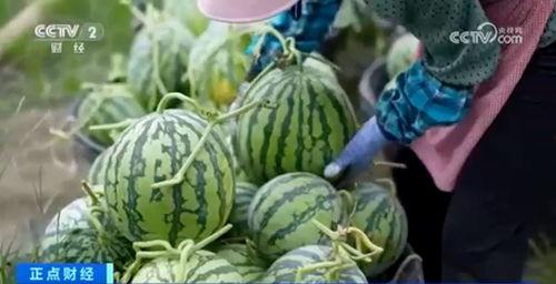 晋江网红吃瓜视频大全集,揭秘网络红人幕后故事