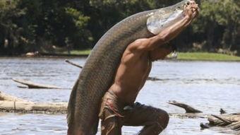 鱼喜欢吃兰瓜吗视频,兰瓜在鱼儿餐桌上的受欢迎程度